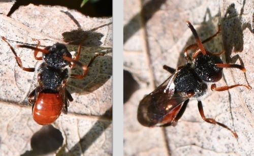 Nomada sp.